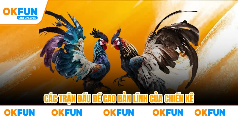 Các trận đấu đề cao bản lĩnh của chiến kê