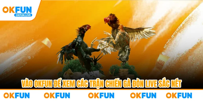 Vào OKFUN để xem các trận chiến gà đòn live sắc nét